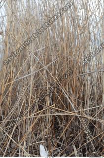 Photo Texture of Grass Tall 0001